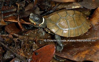 philippine forest turtle|Single hatchling brings hope to ‘Palawan forest turtle’ .